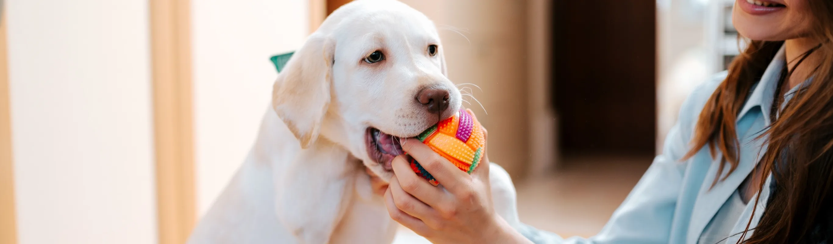 White Puppy playing with a female person and biting on a chew toy.